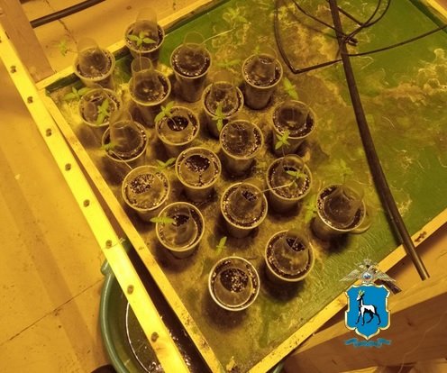 В Волжском районе полицейские задержали подозреваемого в незаконном обороте наркотикосодержащих растений